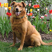 Maggie